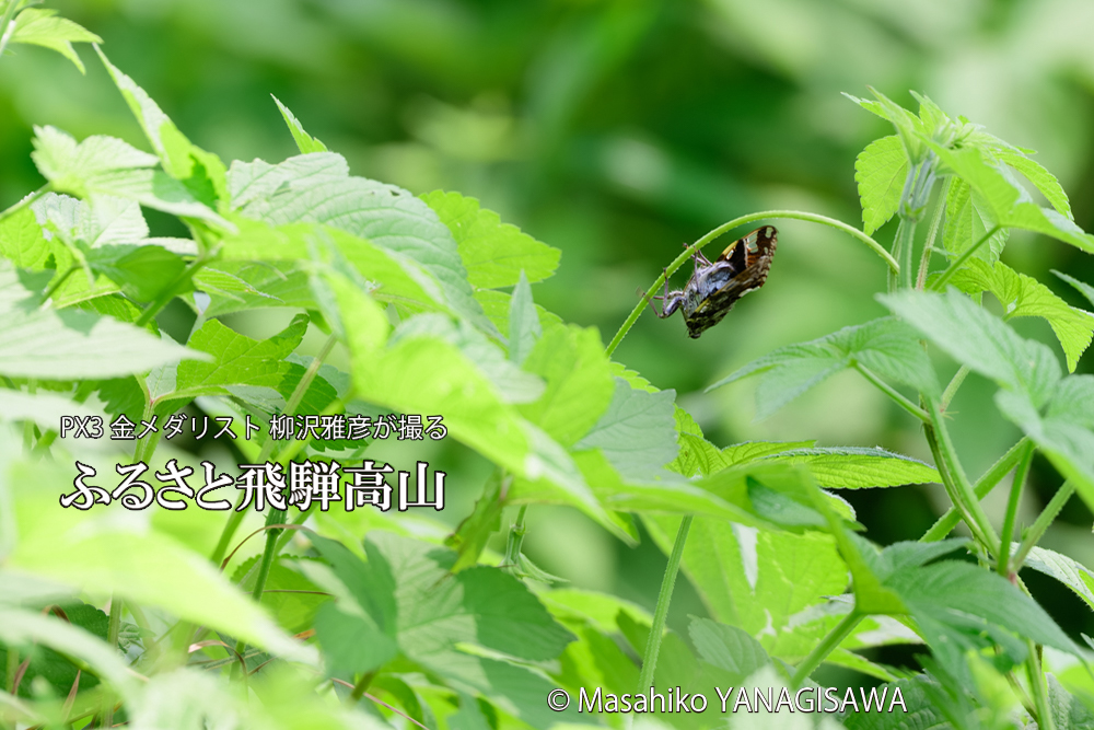 飛騨高山に棲むニイニイゼミの写真です。