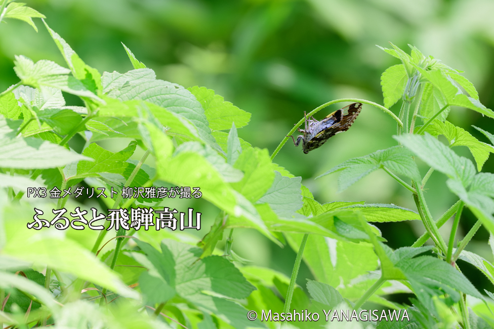 飛騨高山に棲むニイニイゼミの写真です。