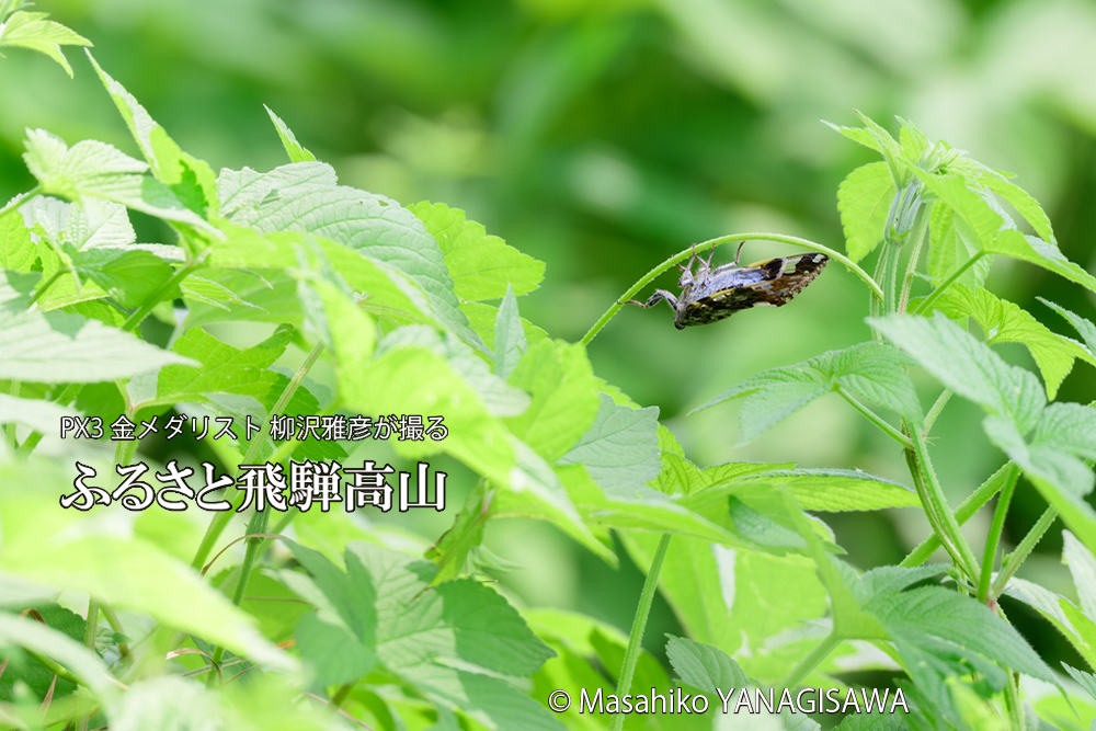 飛騨高山に棲むニイニイゼミの写真です。