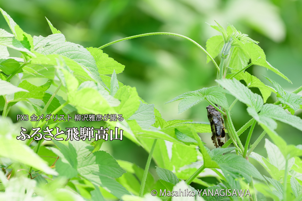 飛騨高山に棲むニイニイゼミの写真です。