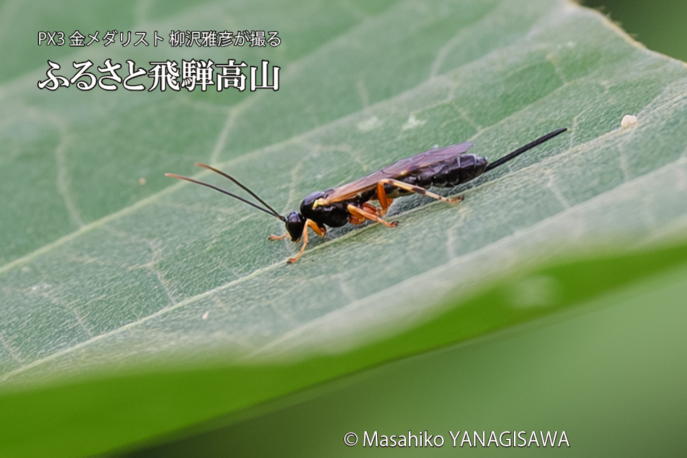 飛騨高山に棲むヒメバチの仲間の写真です。