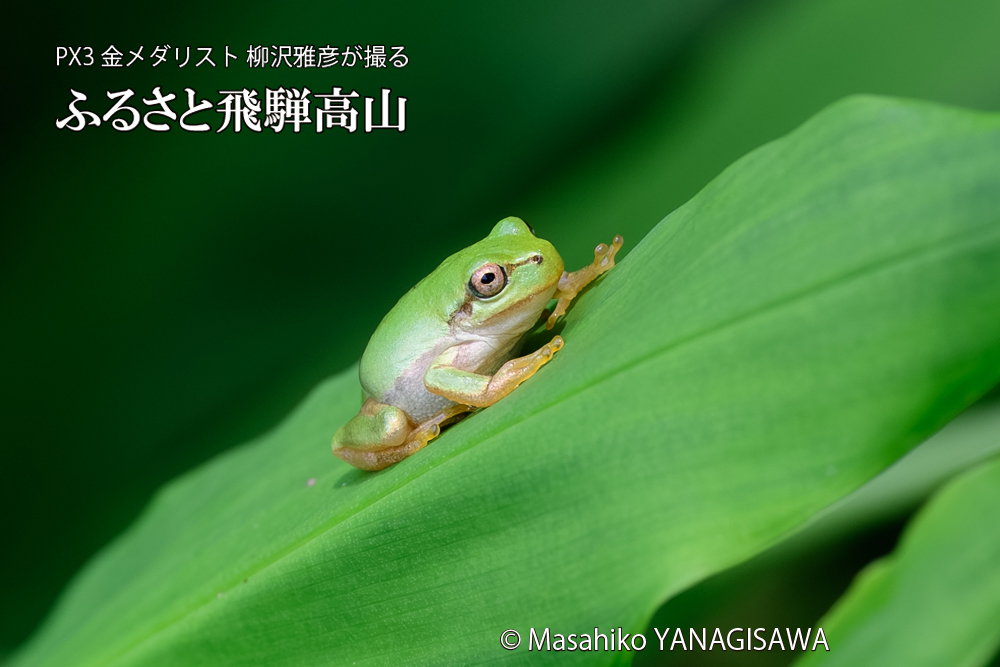 飛騨高山に棲むアマガエルの写真です。