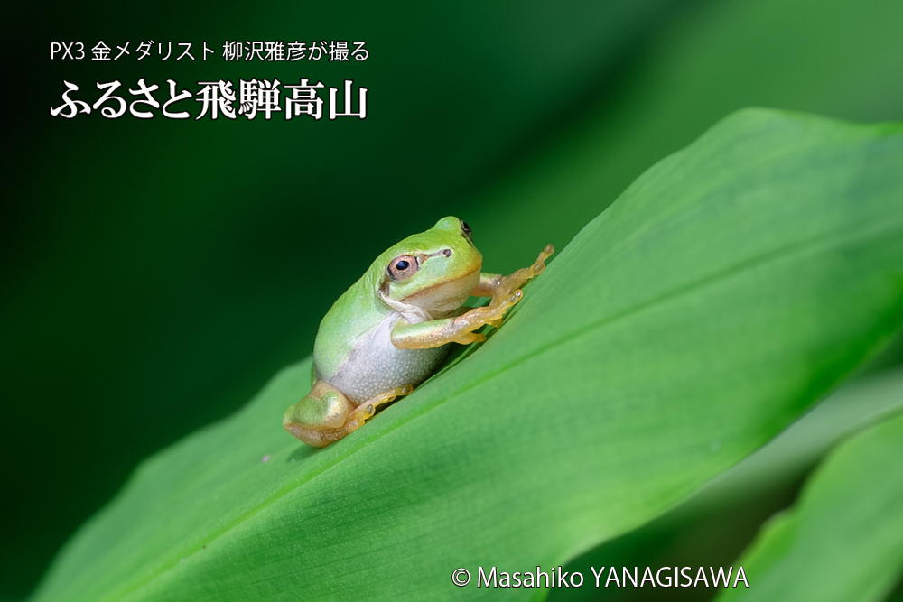 飛騨高山に棲むアマガエルの写真です。
