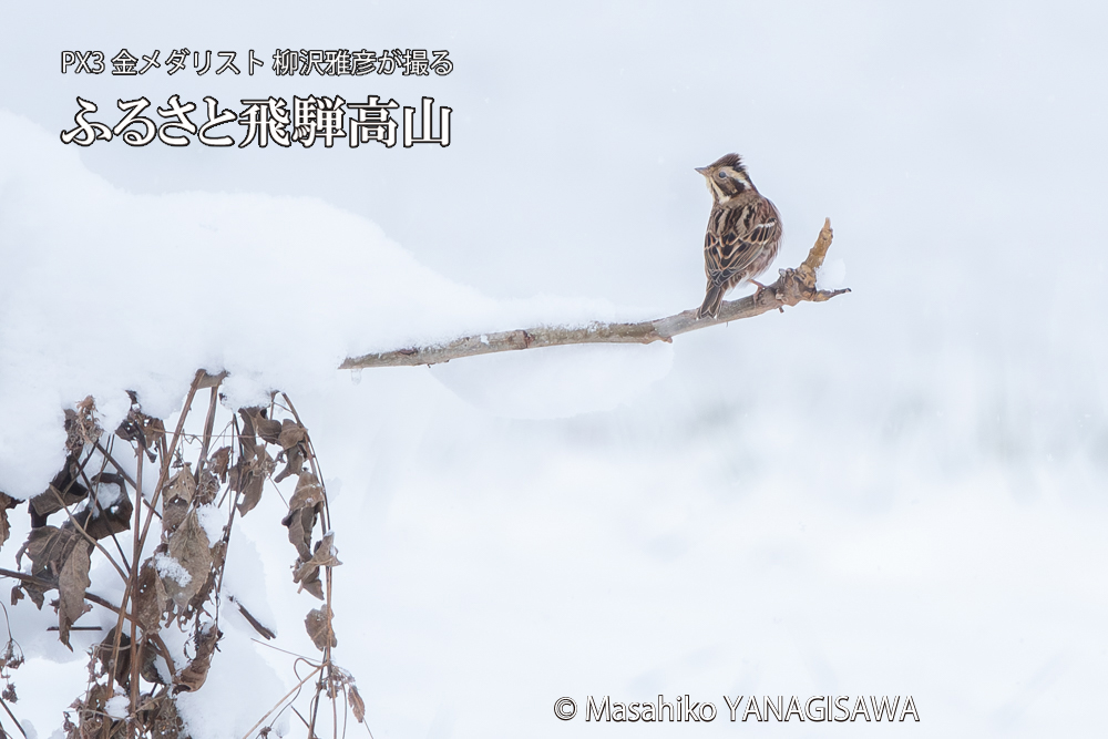 飛騨高山に棲むカシラダカの写真です。