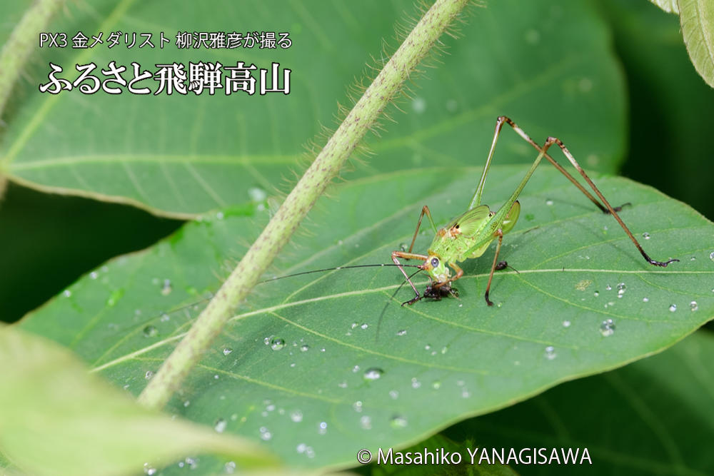飛騨高山に棲むキリギリスとアリの写真です。