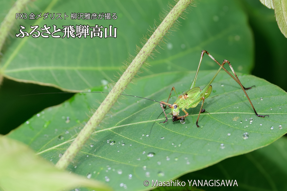 飛騨高山に棲むキリギリスとアリの写真です。