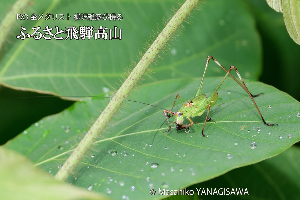 飛騨高山に棲むキリギリスとアリの写真です。