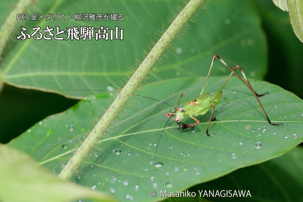 飛騨高山に棲むキリギリスとアリの写真です。