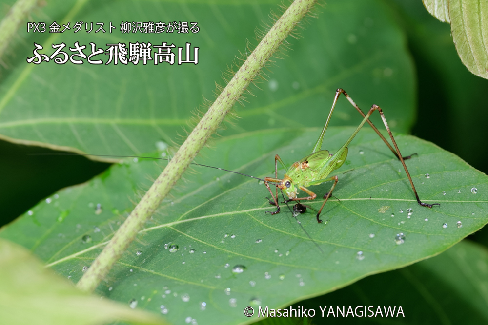 飛騨高山に棲むキリギリスとアリの写真です。