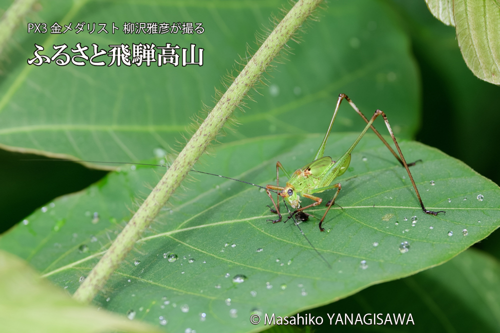 飛騨高山に棲むキリギリスとアリの写真です。