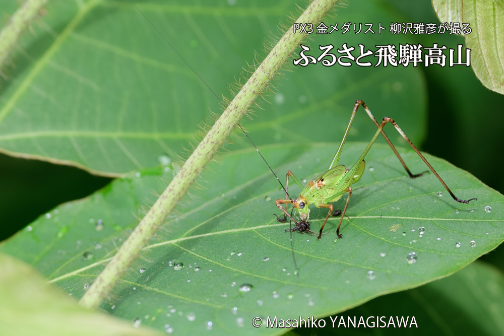飛騨高山に棲むキリギリスとアリの写真です。
