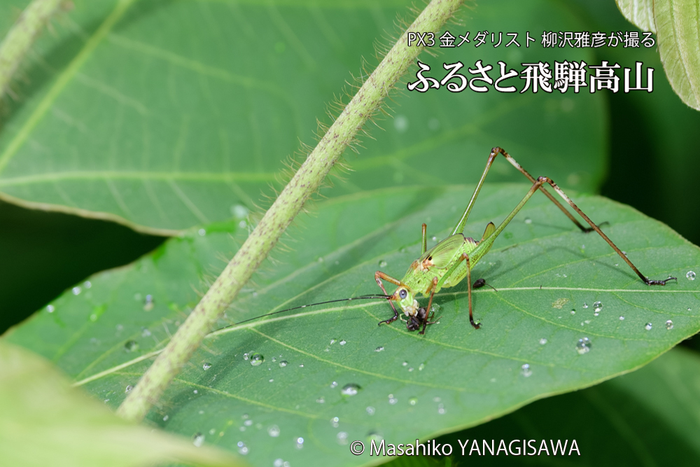 飛騨高山に棲むキリギリスとアリの写真です。
