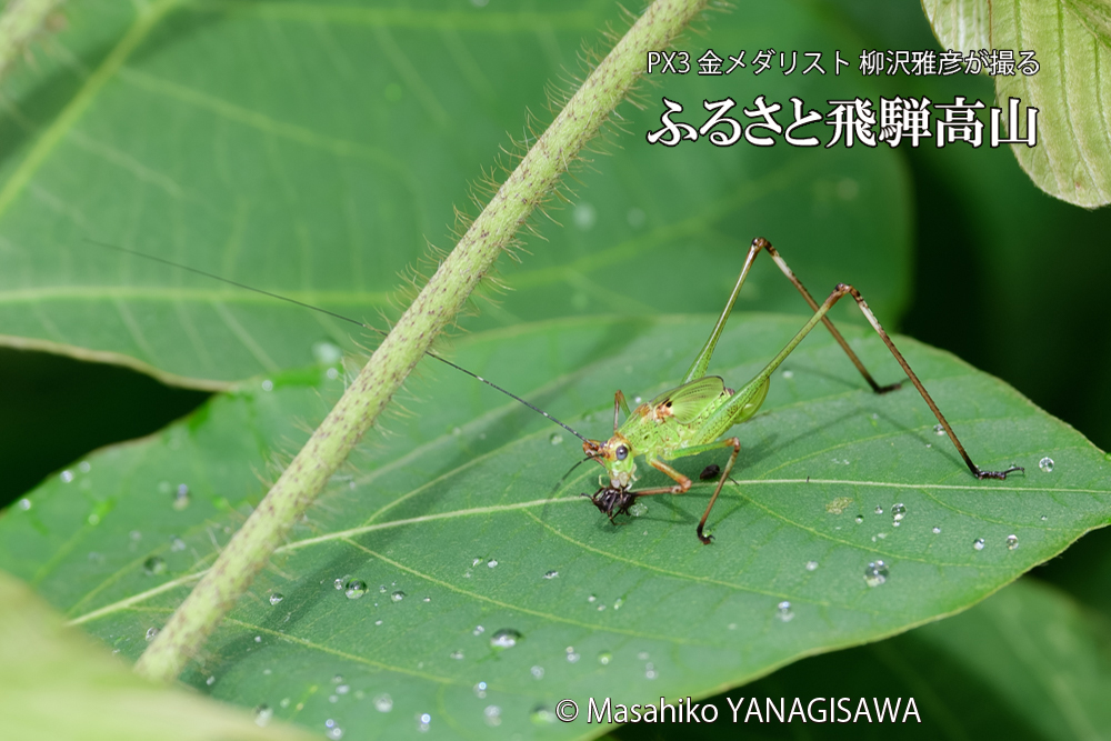 飛騨高山に棲むキリギリスとアリの写真です。