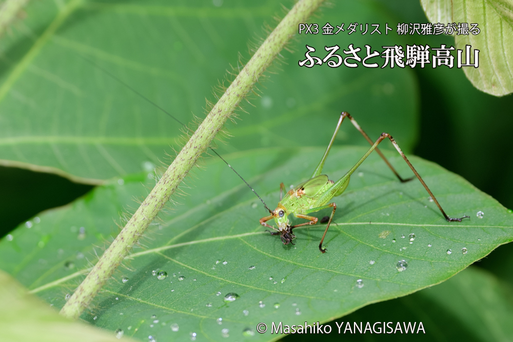 飛騨高山に棲むキリギリスとアリの写真です。