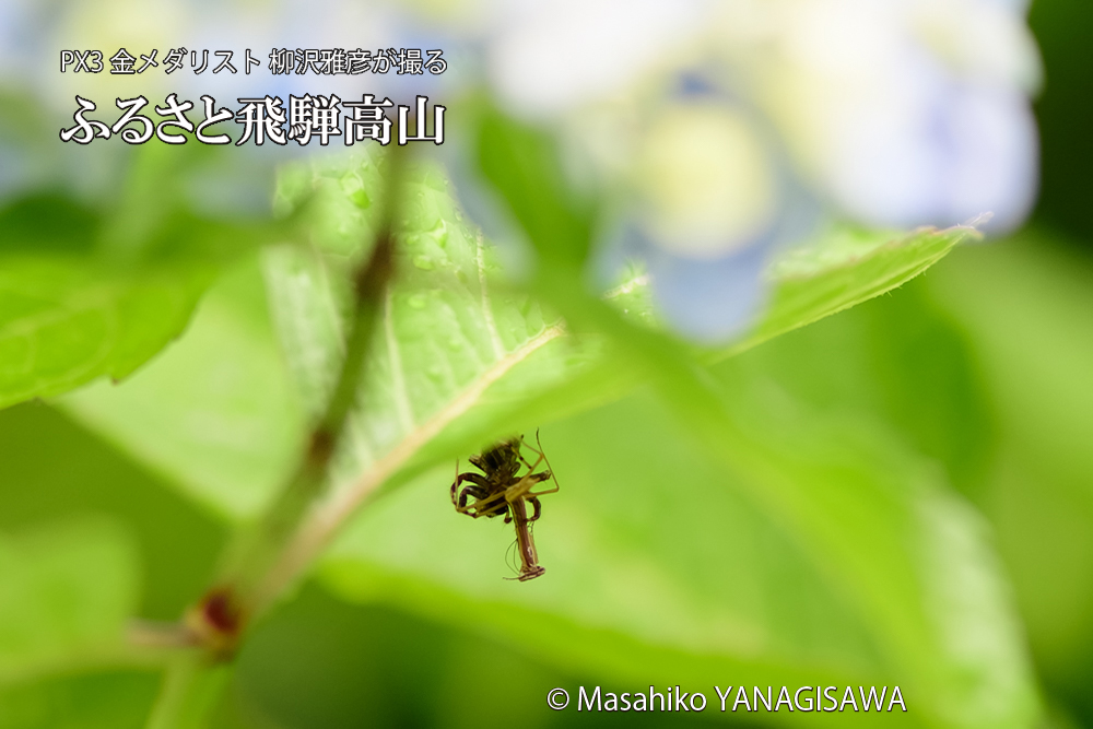 飛騨高山に棲むカマキリとクモの写真です。