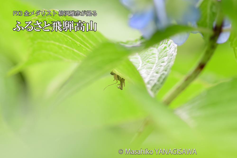 飛騨高山に棲むカマキリとクモの写真です。