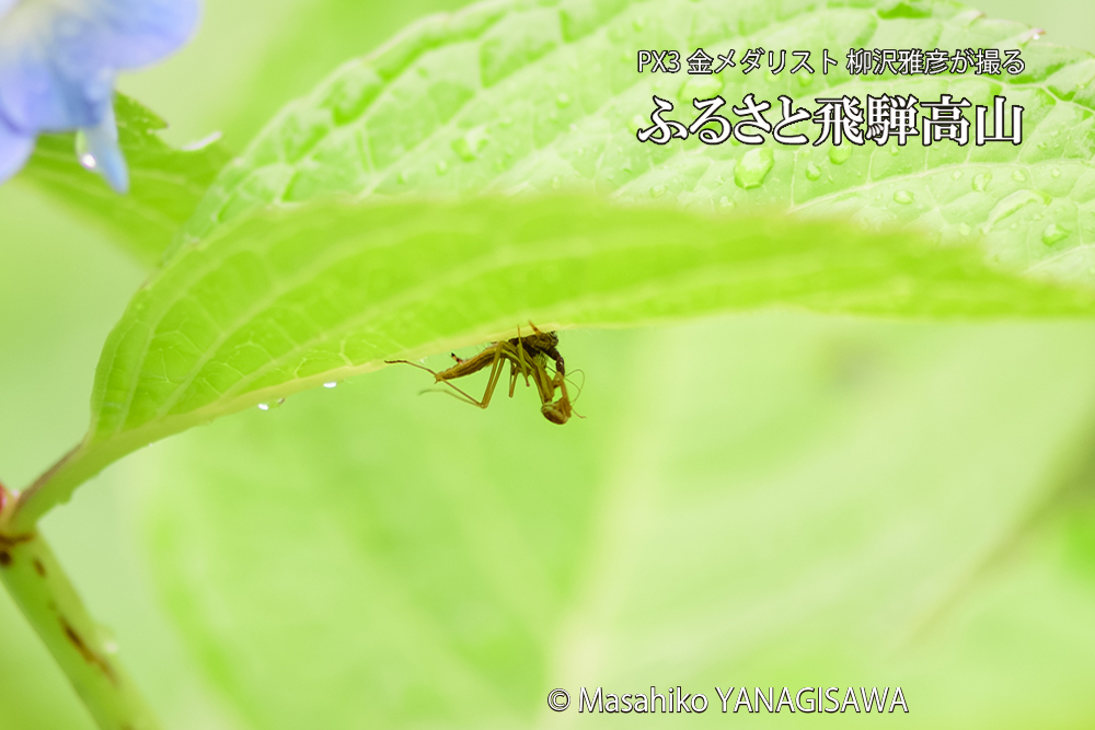 飛騨高山に棲むカマキリとクモの写真です。