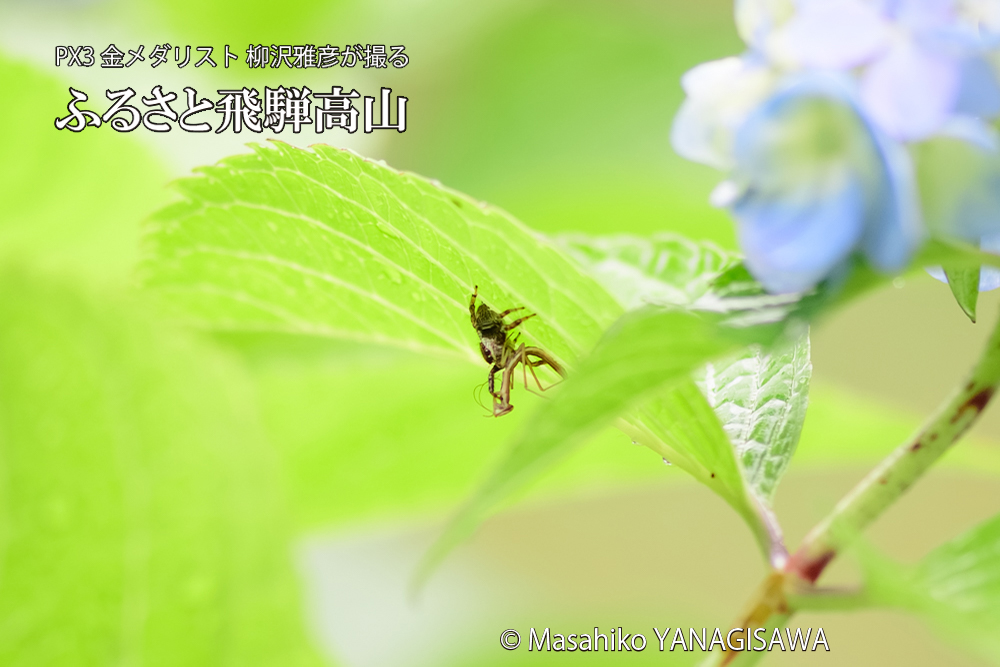 飛騨高山に棲むカマキリとクモの写真です。