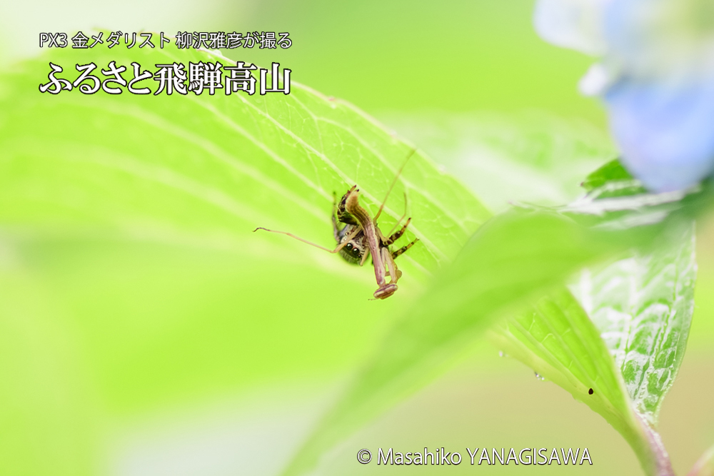 飛騨高山に棲むカマキリとクモの写真です。