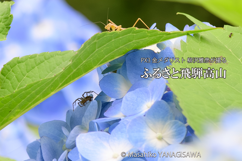 飛騨高山に棲むカマキリとクモの写真です。