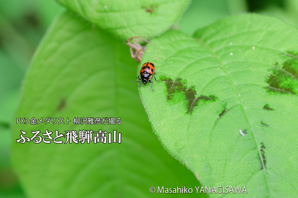 飛騨高山に棲むテントウムシとクモの写真です。