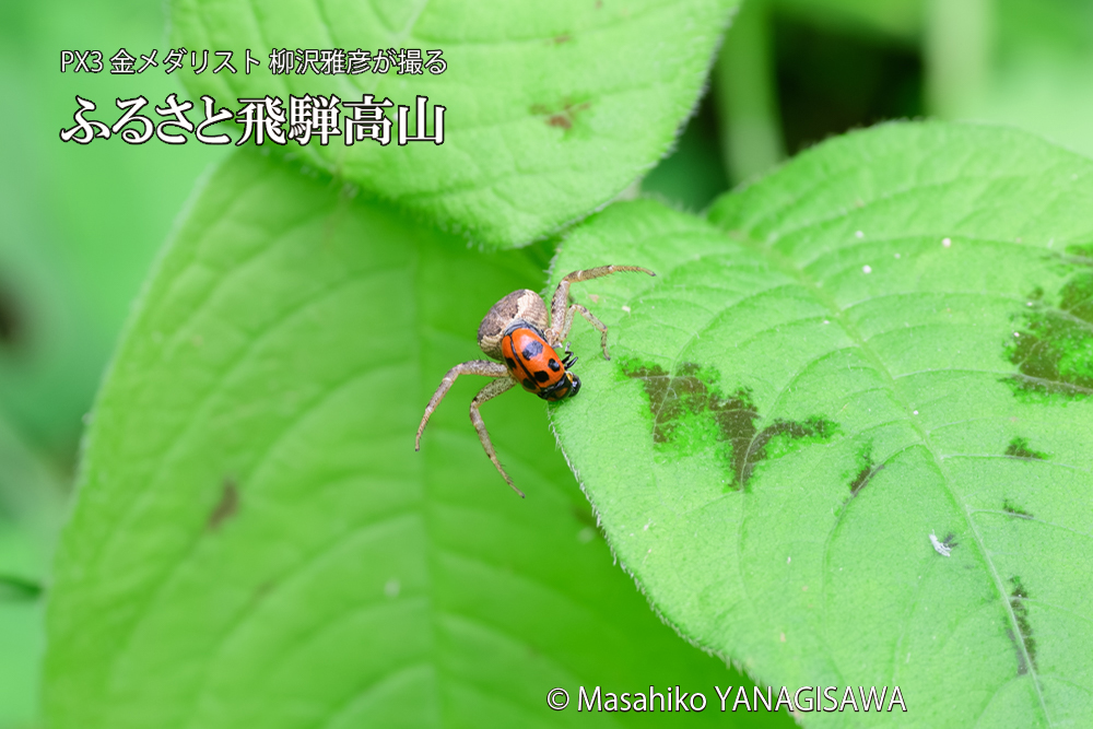 飛騨高山に棲むテントウムシとクモの写真です。