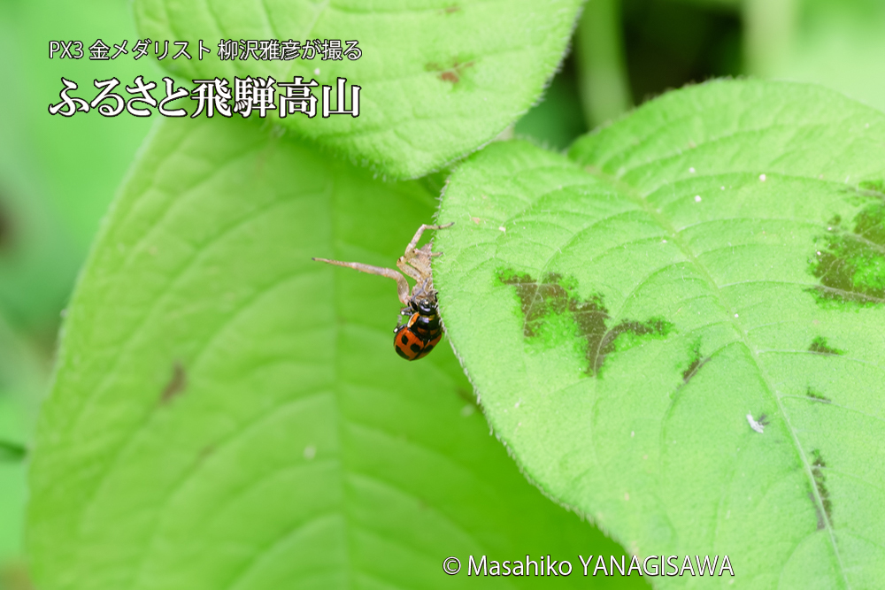 飛騨高山に棲むテントウムシとクモの写真です。