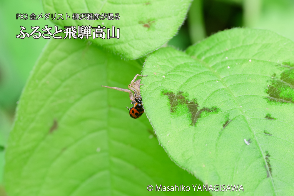 飛騨高山に棲むテントウムシとクモの写真です。