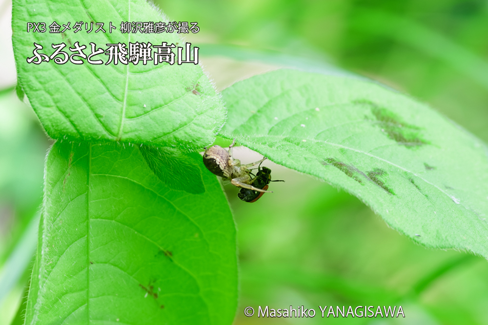飛騨高山に棲むテントウムシとクモの写真です。