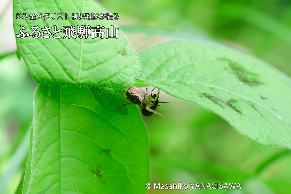 飛騨高山に棲むテントウムシとクモの写真です。