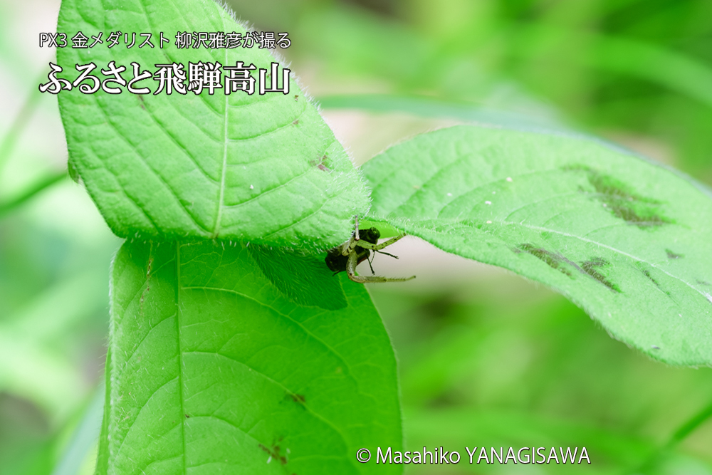 飛騨高山に棲むテントウムシとクモの写真です。