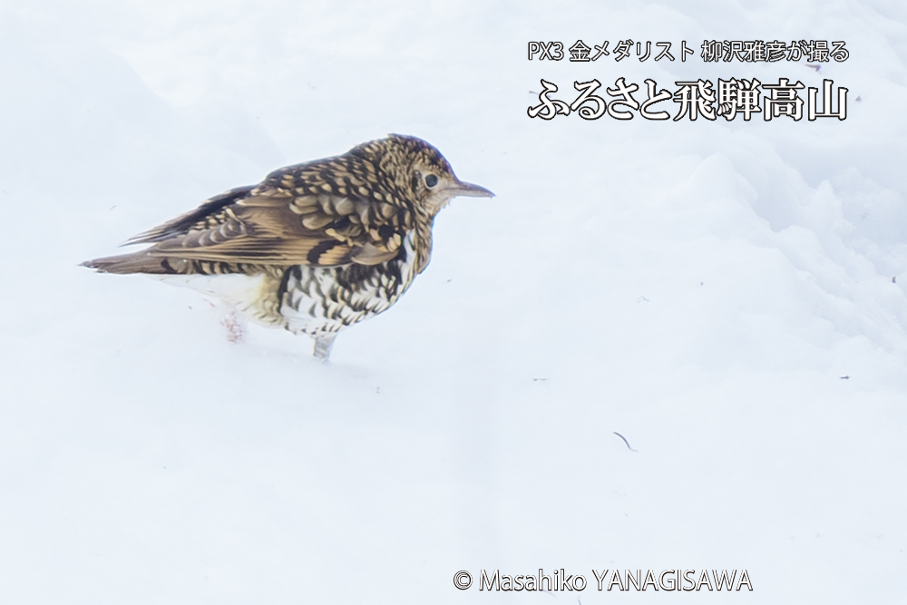 飛騨高山に棲むトラツグミの写真です。