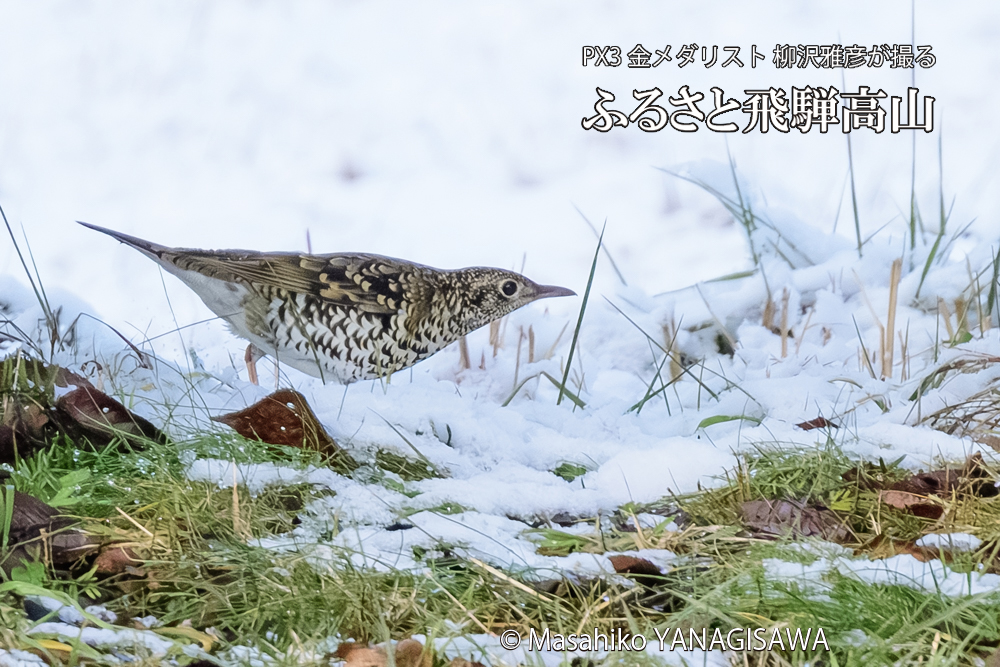 飛騨高山に棲むトラツグミの写真です。
