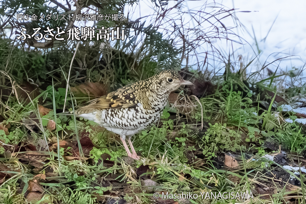 飛騨高山に棲むトラツグミの写真です。