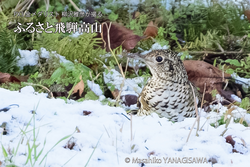 飛騨高山に棲むトラツグミの写真です。
