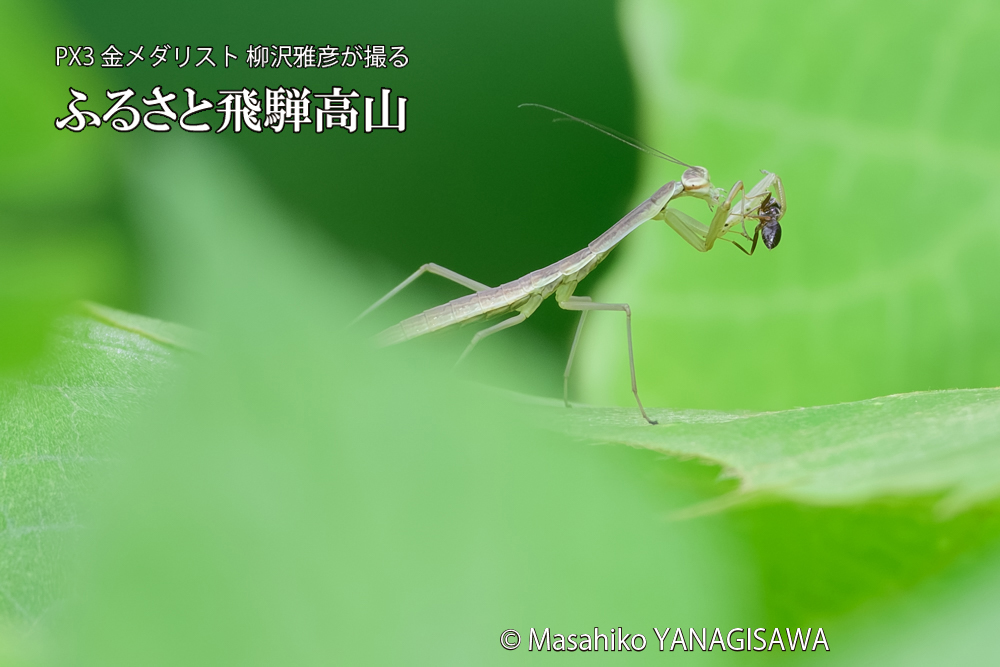 飛騨高山に棲むカマキリの写真です。