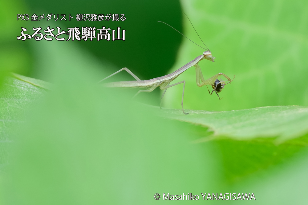 飛騨高山に棲むカマキリの写真です。