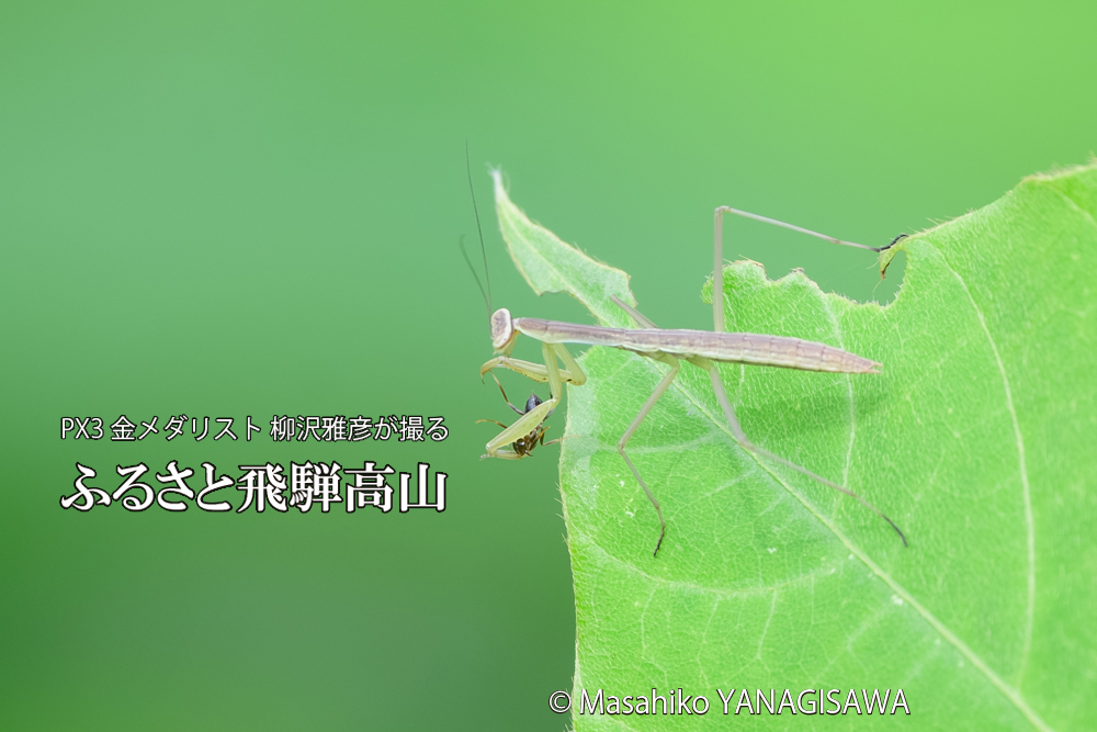 飛騨高山に棲むカマキリの写真です。