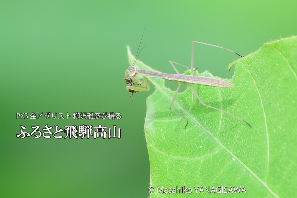 飛騨高山に棲むカマキリの写真です。