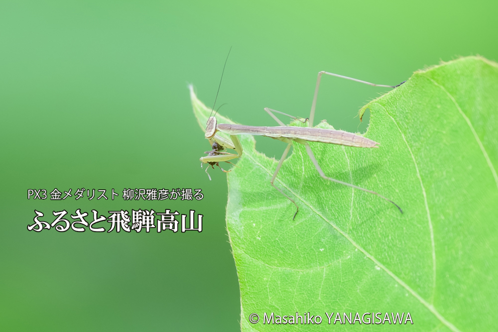 飛騨高山に棲むカマキリの写真です。
