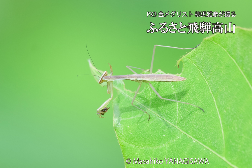 飛騨高山に棲むカマキリの写真です。