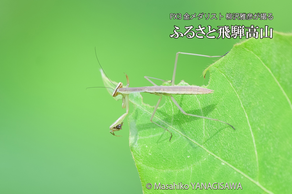 飛騨高山に棲むカマキリの写真です。