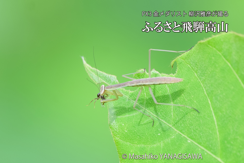 飛騨高山に棲むカマキリの写真です。