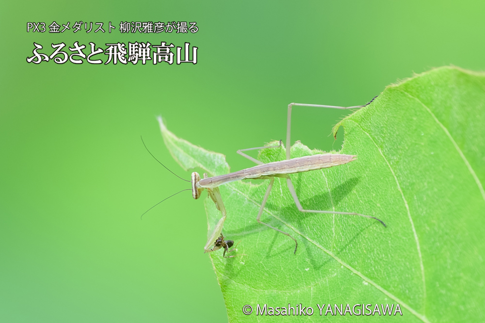 飛騨高山に棲むカマキリの写真です。