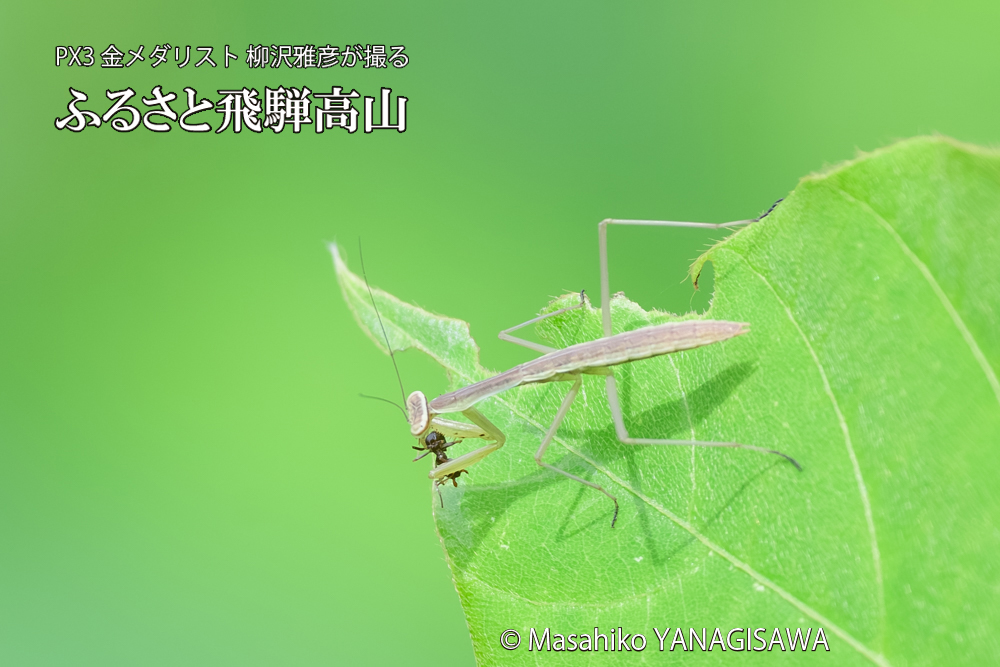 飛騨高山に棲むカマキリの写真です。