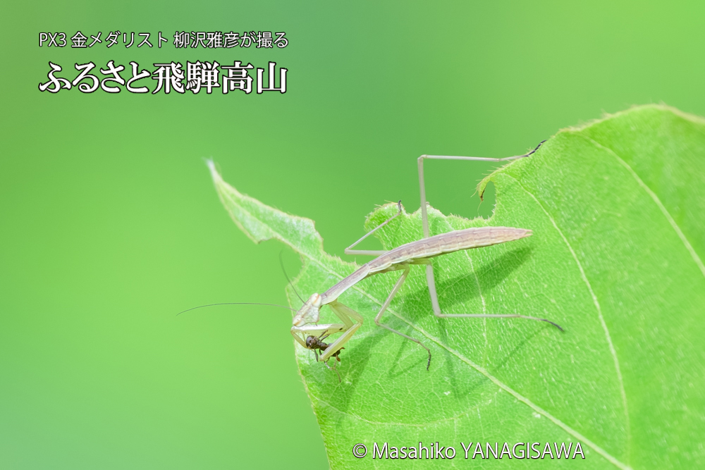 飛騨高山に棲むカマキリの写真です。