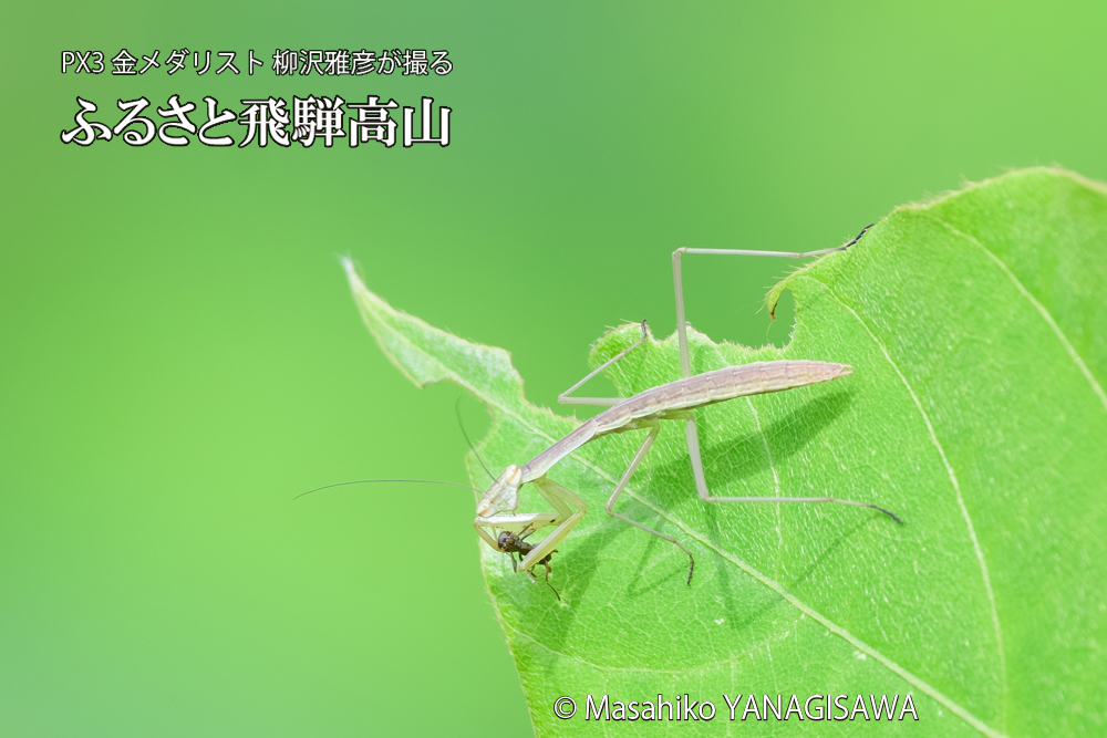 飛騨高山に棲むカマキリの写真です。