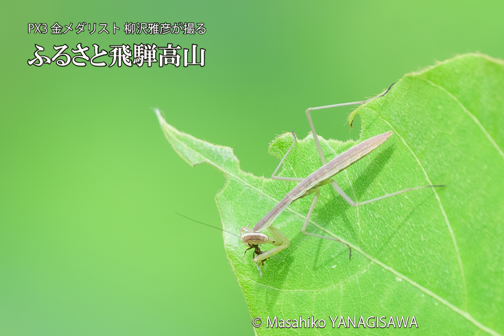 飛騨高山に棲むカマキリの写真です。