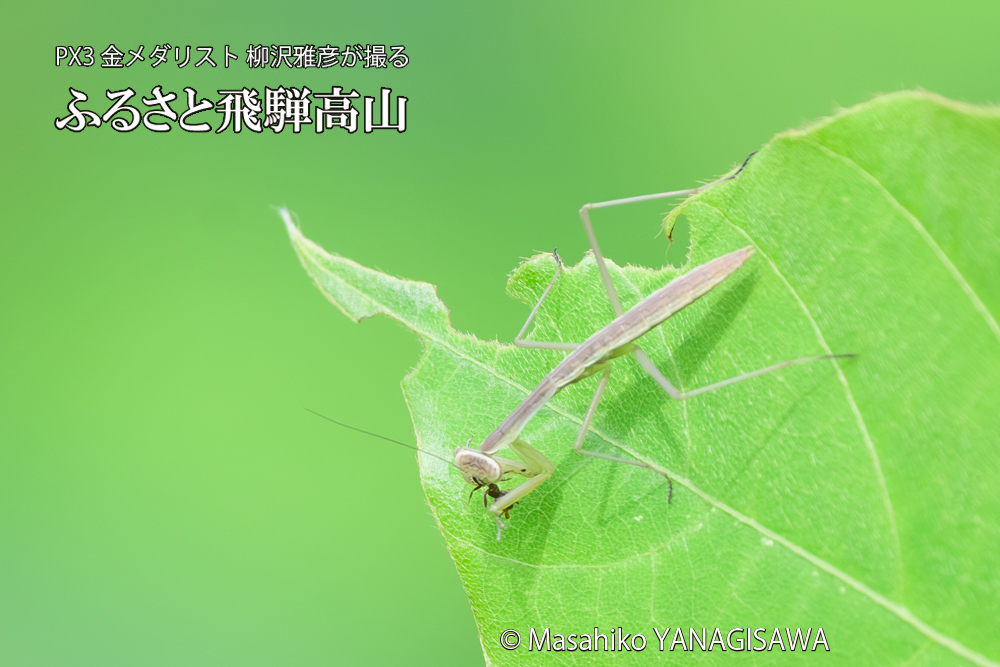 飛騨高山に棲むカマキリの写真です。