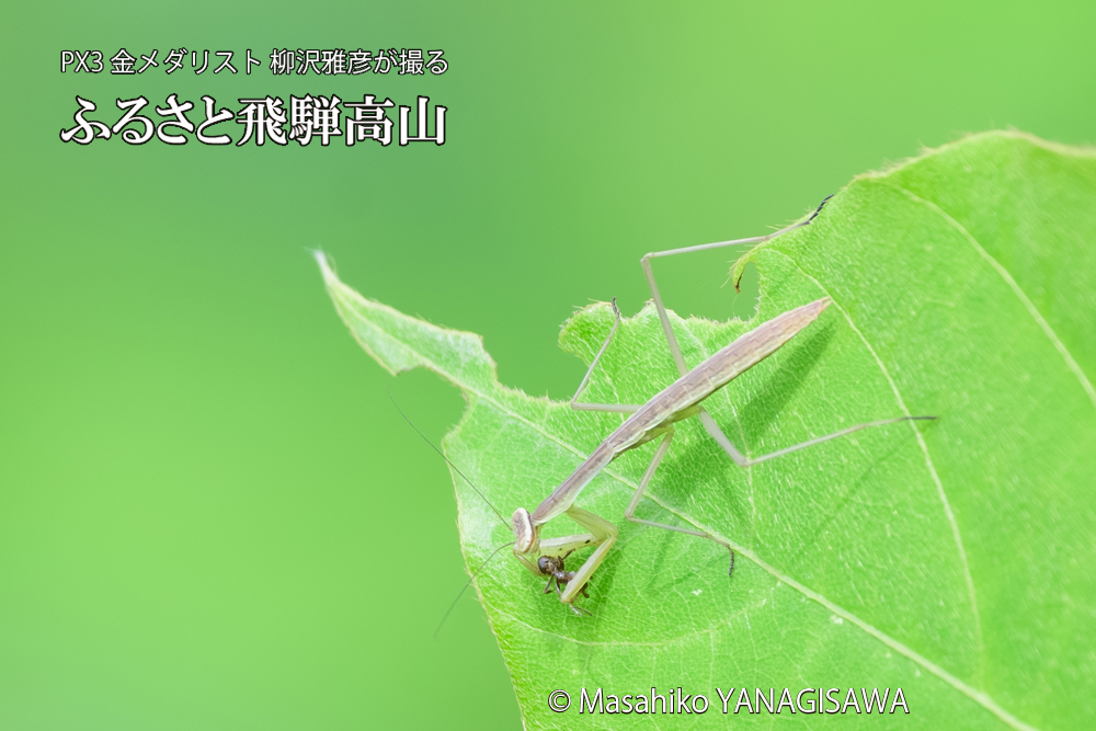 飛騨高山に棲むカマキリの写真です。